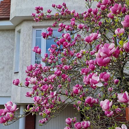 Apartament Magnolia 索波特 外观 照片