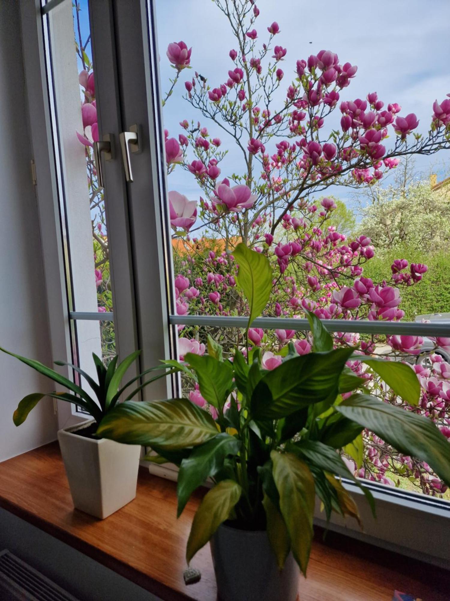 Apartament Magnolia 索波特 外观 照片